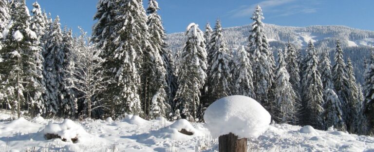 Weihnachten 2025 - Die Hausplaner